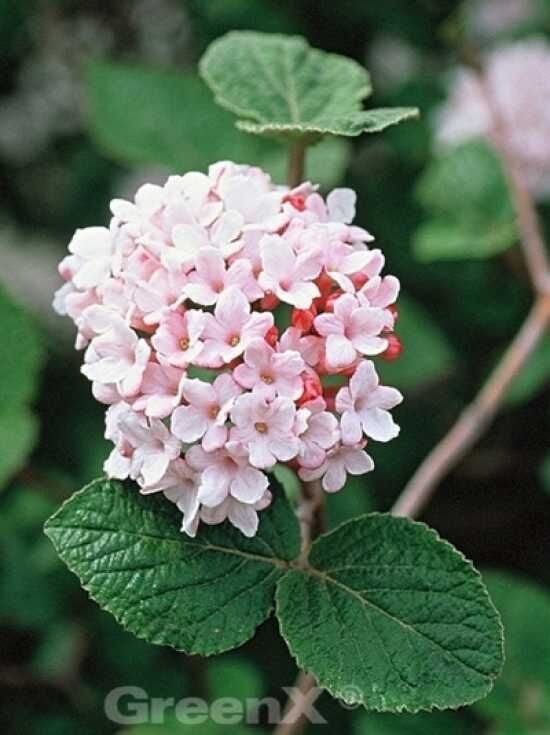 Viburnum koreanisches Gewürz