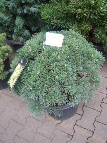 Pinus mugo 'Mops' / Kugel-Kiefer 'Mops'