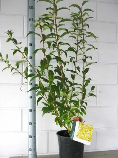 Forsythie „Spectabilis“ (Forsythia intermedia 'Spectabilis ®') im Topf, Variante 60–100 cm C7, grünes Laub, mehrere aufrechte Triebe.