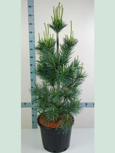 Biegsame Kiefer 'Vanderwolf's Pyramid' / Pinus flexilis 'Vanderwolf's Pyramid'