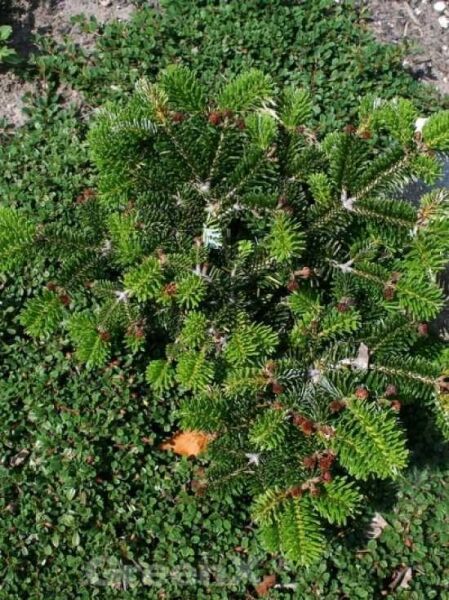 Zwerg-Nordmanntanne 'Dobrichovice' / Abies nordmanniana 'Dobrichovice'