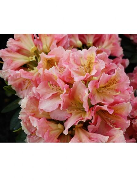 Rhododendron 'Dolcemente'  / Rhododendron Hybride 'Dolcemente'