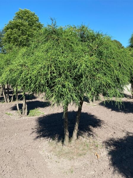 Chamaecyparis pisifera 'Filifera' 200 cm breit x 190 cm hoch  / Grüne Fadenzypresse Schirmform (Nr. 1250)