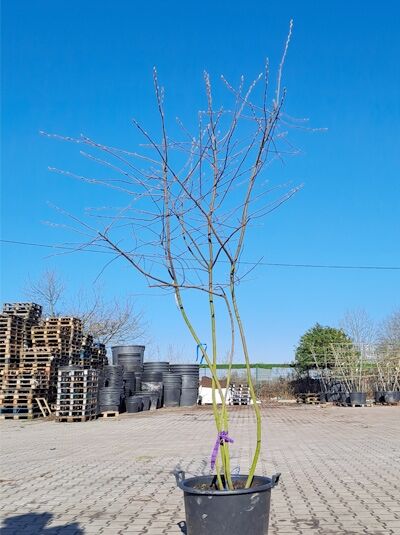 Kupfer-Felsenbirne 250 - 300 cm Schirmform / Amelanchier lamarckii (1567148)