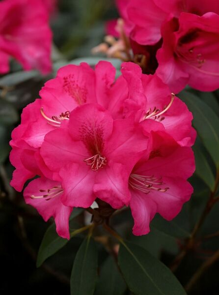 Rhododendron 'Veronika' (Rhododendron Hybride) mit pinken Blüten und dunklem Fleck, Nahaufnahme mit grünen Blättern