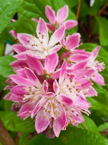 Sternchenstrauch / Erdbeerduft Deutzie 'Strawberry Field' / Deutzia hybrida 'Strawberry Fields'