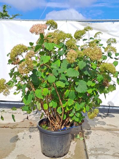 Ball-Hortensie &#039;Invincibelle ®&#039; (&#039;Pink Annabelle&#039;) 125-150 cm (874022) / Hydrangea arborescens &#039;Invincibelle ®&#039; (&#039;Pink Annabelle&#039;) (874022)