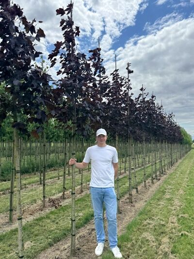 Spitz-Ahorn 'Royal Red' (Acer platanoides 'Royal Red') Hochstamm 8-10 StU m. B. mit dunkelrotem Laub, freistehend im Feld.