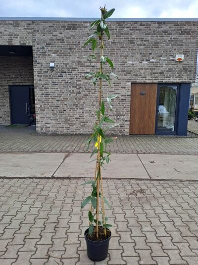 Clematis armandii, Immergrüne Waldrebe, 150–175 cm C5, rankende Pflanze im schwarzen Topf an Bambusstab mit grünem Laub.