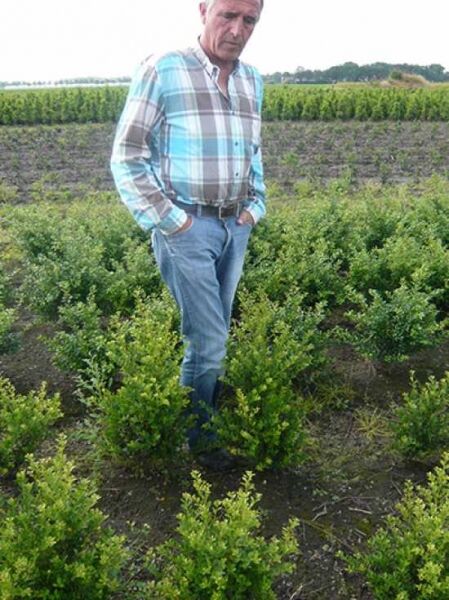 Kleinlaubige Japan-Hülse 'Green Hedge' / Kleinlaubige Japan-Hülse 'Green Hedge'