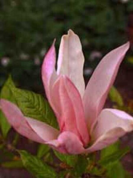 Magnolia liliiflora 'Ricki' / Purpur-Magnolie 'Ricki'