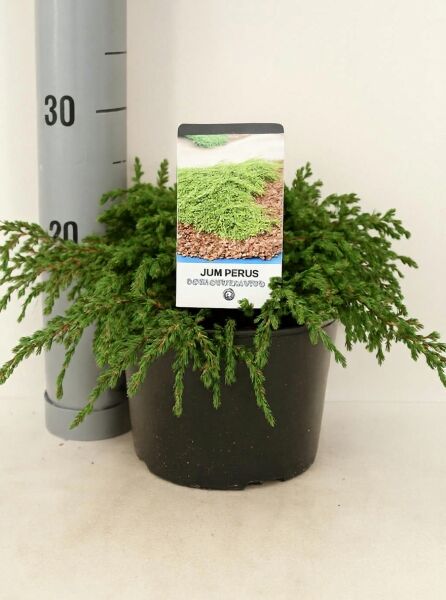 Kriechender Wacholder 'Repanda' (Juniperus communis 'Repanda') im Topf, 30–40 cm breit, C3, mit überhängenden Trieben.
