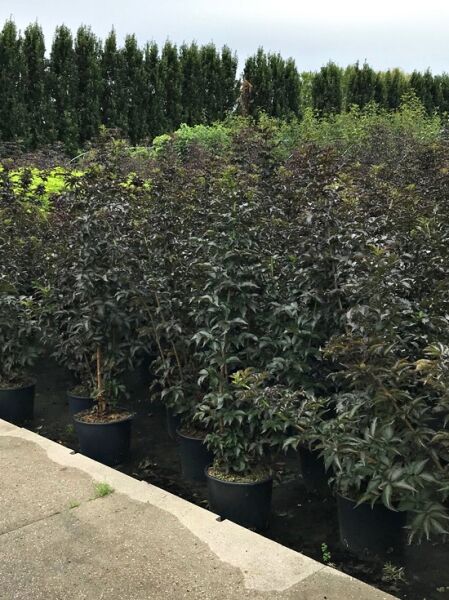 Sambucus nigra 'Black Tower ®' / Schwarzer Säulenholunder 'Black Tower ®' 100-125 cm C20 im Container, dunkellaubig, aufrecht wachsend.