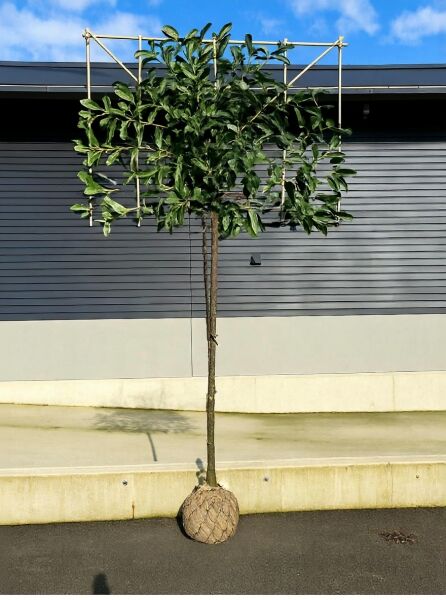 Prunus laurocerasus 'Novita' (Kirschlorbeer) Hochstamm-Spalier mit Drahtballen, Stamm 180 cm, Krone am Spaliergerüst