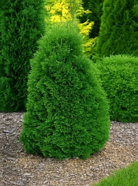 Thuja occidentalis 'Holmstrup' (Lebensbaum 'Holmstrup'), kompakt wachsender Kegel-Lebensbaum mit dichtem, grünem Nadelkleid