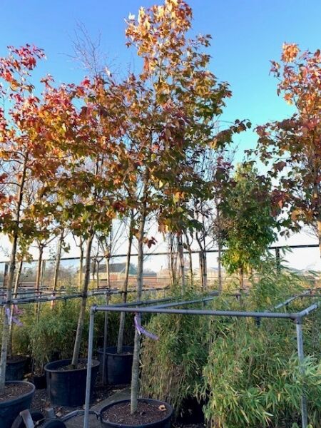 Liquidambar formosana 'Ellen' / Amberbaum 'Ellen'