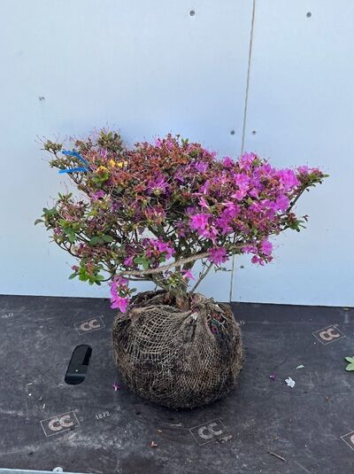 Japanische Azalee 'Diamant' himmelblau - Rhododendron obtusum 'Diamant' himmelblau