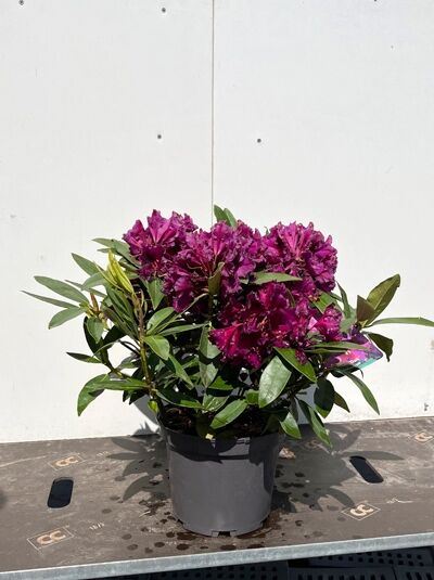 Rhododendron Hybride 'Dramatik Dark' / Rhododendron 'Dramatik Dark' 30-40 cm C5, Strauch im Topf mit purpurfarbenen Blüten