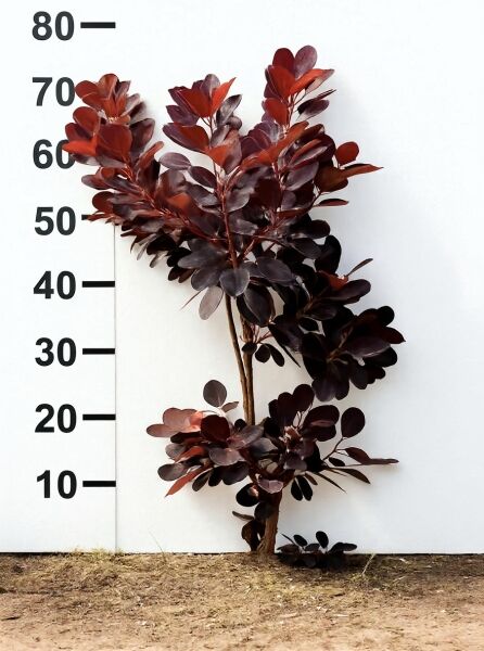 Roter Perückenstrauch (Cotinus coggygria) 'Royal Purple', 60–80 cm, mehrtriebiger Strauch mit dunkel purpurroten Blättern.