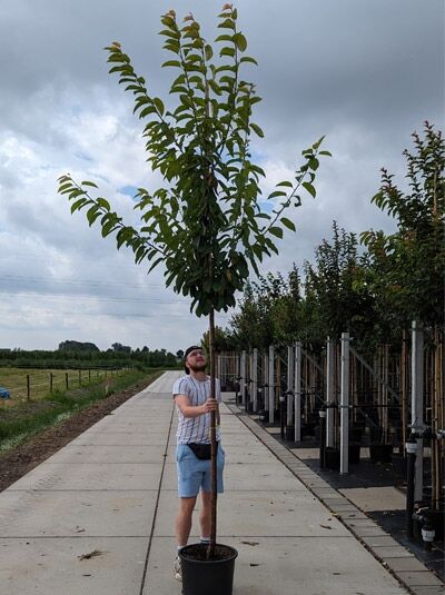 Prunus avium 'Plena' (Vogel-Kirsche 'Plena') Hochstamm 12-14 StU im Container, schlanker Stamm mit aufrechter Krone und grünen Blättern.