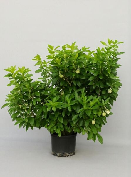 Scheineller/Zimterle Clethra alnifolia 'Pink Spire', buschige Pflanze im schwarzen Topf, grüne Blätter, 80-100 cm, C12.