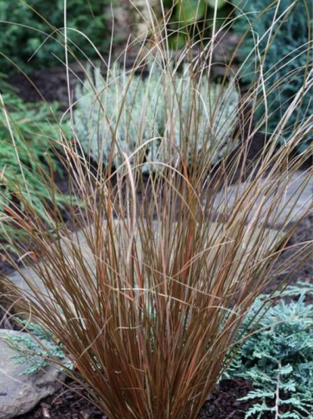 Carex comans 'Bronze' / Neuseeland-Segge