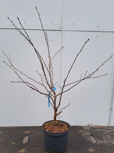 Prunus 'Accolade' (Frühe Zierkirsche 'Accolade') 100-125 cm C15, laubfreier Zierkirschbaum im Topf mit verzweigten Trieben