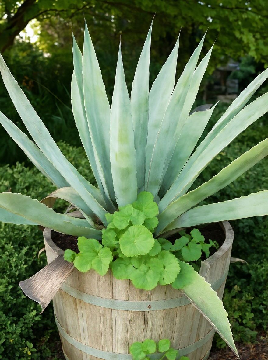 Amerikanische Agave - Agave americana - Baumschule NewGarden