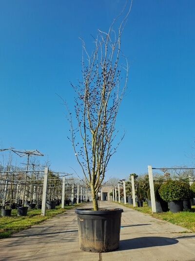 Parrotia persica 'Vanessa' – Eisenholzbaum 'Vanessa' 400–450 cm im Container, mehrstämmiger Baum mit aufrechtem Wuchs und kahlen Trieben