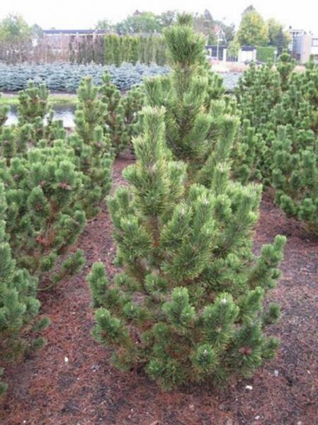 Pinus mugo 'Pal Maleter' / Zwerg-Kiefer