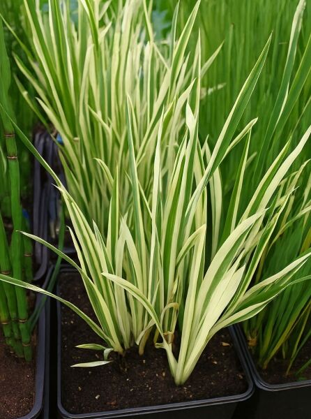Kalmus 'Variegatus' (Acorus gramineus 'Variegatus') mit schmalen, grün-weiß gestreiften Blättern im Pflanzcontainer.