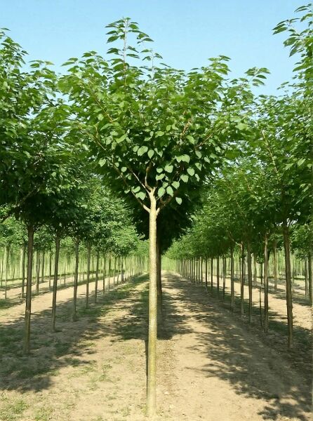 Prunus serrulata 'Shirotae' / Fudschijama-Kirsche 'Shirotae' Hochstamm mit geradem Stamm und rundlicher Krone, belaubt.
