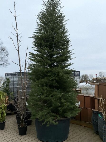 Libanon-Zeder (Cedrus libani) 350–400 cm, mehrstämmig, im großen Pflanzgefäß, dicht benadelter, aufrechter Wuchs
