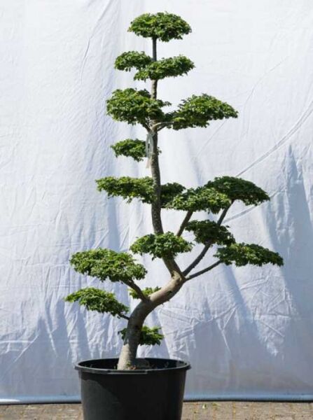 Garten-Bonsai (569) / Ulmus minor 'Jacqueline Hillier' H: 180 cm B: 110 cm