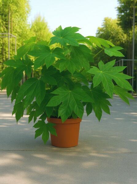 Fatsia japonica (Zimmeraralie) 80–100 cm im C20-Topf, grüne handförmig gelappte Blätter, buschiger Wuchs.