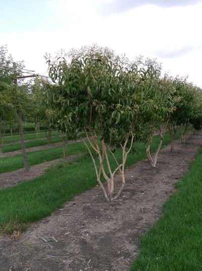 Sieben-Söhne-des-Himmels-Strauch (Heptacodium miconioides) mehrstämmig, Strauch mit mehreren Stämmen und dichtem Laub.