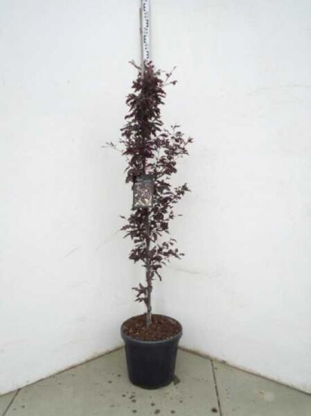 Rot-Buche 'Rohanii' (Fagus sylvatica 'Rohanii'), 150-175 cm, C30, junger Baum im Topf mit dunkelrotem Laub