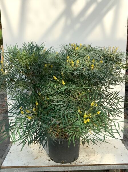 Chinesische Mahonie 'Soft Caress' (Mahonia eurybracteata 'Soft Caress') 80-100 cm C35, Strauch im Topf mit gelben Blütenrispen