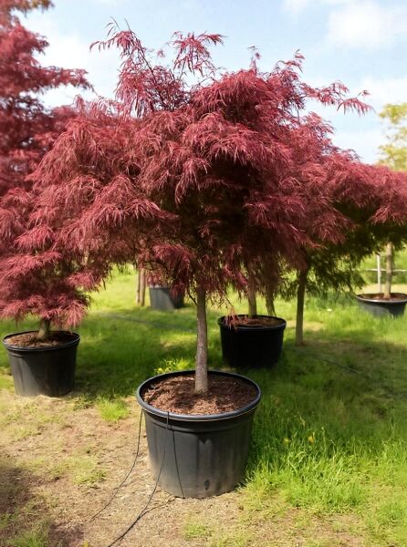 Fächer-Ahorn Acer palmatum 'Tamukeyama', 100 cm Stamm, im schwarzen Pflanzcontainer C160 mit rotem, fein geschlitztem Laub.