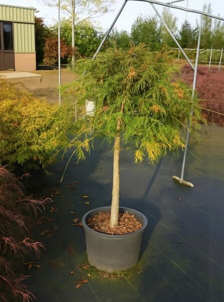 Roter Schlitz-Ahorn (Acer palmatum) 'Dissectum Ornatum'/'Dissectum Atropurpureum' 80 cm Stamm im Topf C35