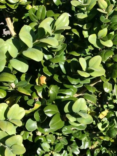 Großblättriger Buchsbaum / Buxus Rotundifolia