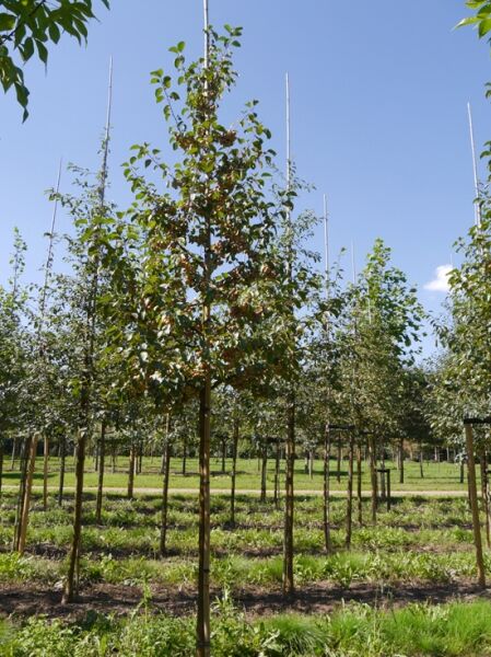 Vielblütiger Apfelbaum / Malus floribunda