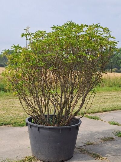 Lorbeerrose 'Vanilla Cream' / Berglorbeer 'Vanilla Cream' - Kalmia latifolia 'Vanilla Cream' (876168)