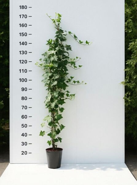 Irischer Efeu (Hedera hibernica / Hedera helix 'Hibernica') 150–175 cm, C3-Topf, Kletterpflanze mit grünem Laub.