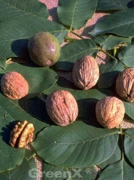 Gemeine Walnuss 'Jupiter' / Edelnuss 'Jupiter' / Juglans regia 'Jupiter'