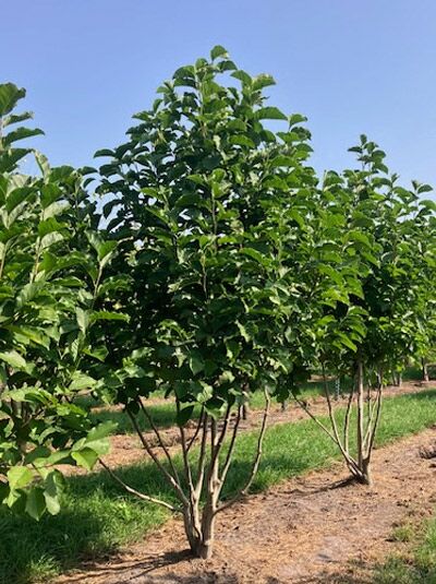 Mehrstämmige Magnolia kobus (Kobus-Magnolie) als Hochstammbaum mit dichtem, grünem Laub, ca. 250–300 cm.