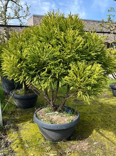 Zwerg-Hahnenkamm-Sicheltanne 'Globosa Nana' Schirm (874445) / Cryptomeria japonica 'Globosa Nana' ca. 100 cm hoch
