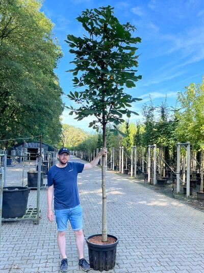 Gewöhnliche Rosskastanie / Aesculus hippocastanum
