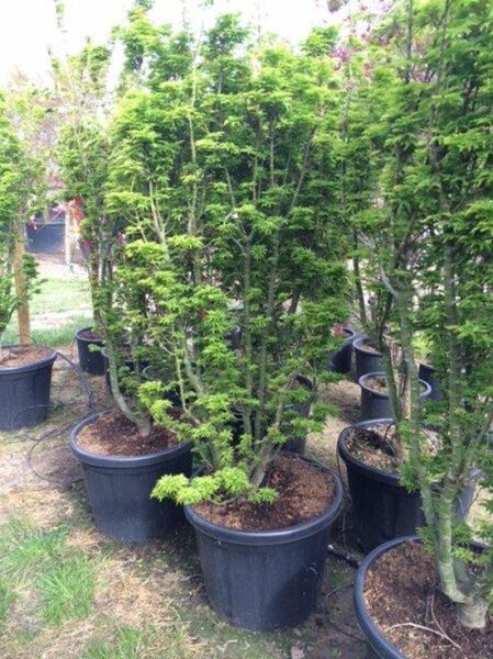 Löwenkopf-Ahorn (Acer palmatum 'Shishigashira' / 'Cristatum') im Topf, mehrstämmiger Wuchs, grünes Laub, 175–200 cm, C110