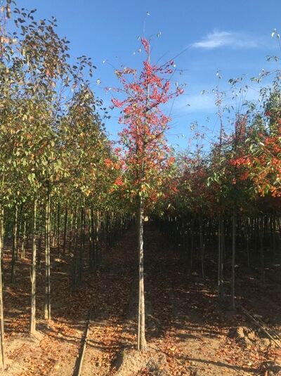 Zierapfel 'Professor Sprenger' / Zierapfel 'Professor Sprenger'